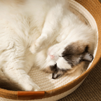 CutyPet™ Basket