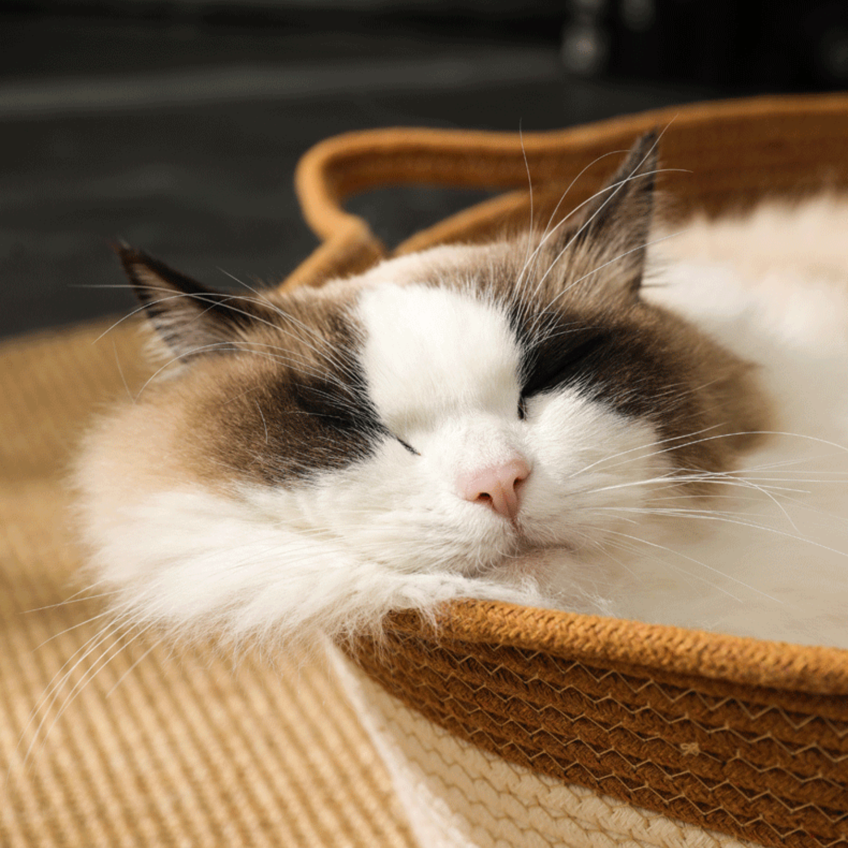 CutyPet™ Basket