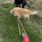 Twino™⎪Walk Two Dogs Without the Tangles