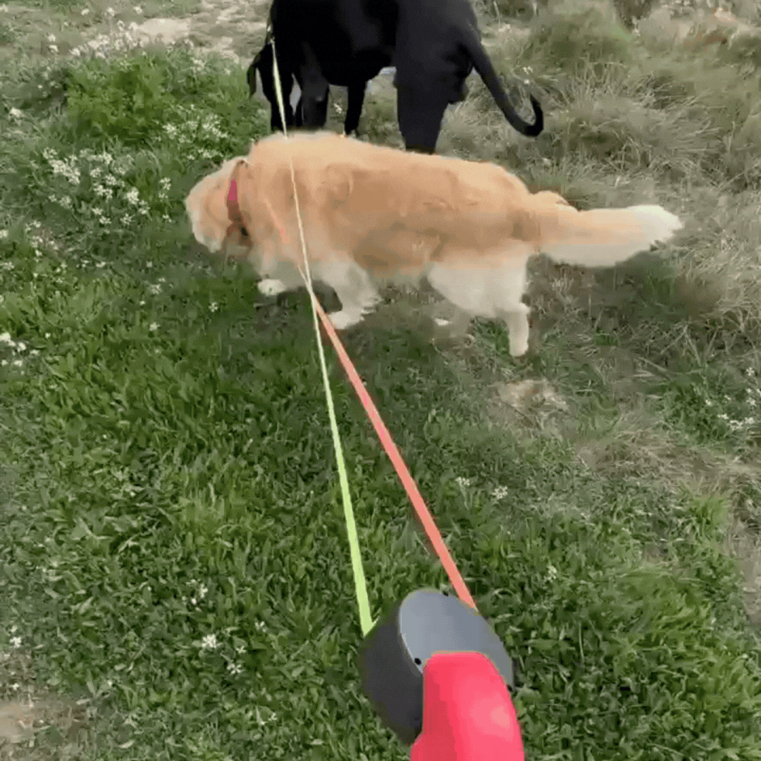 Twino™⎪Walk Two Dogs Without the Tangles