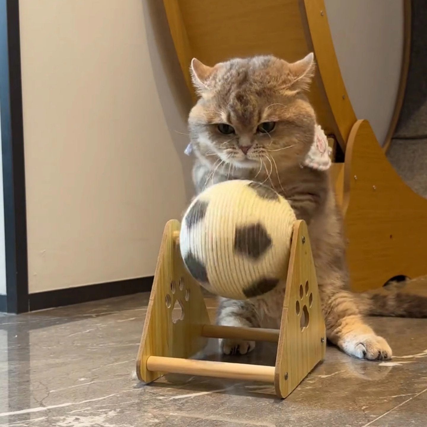 🔥LAST DAY 49% OFF - 🐱Cat Soccer Game Toy