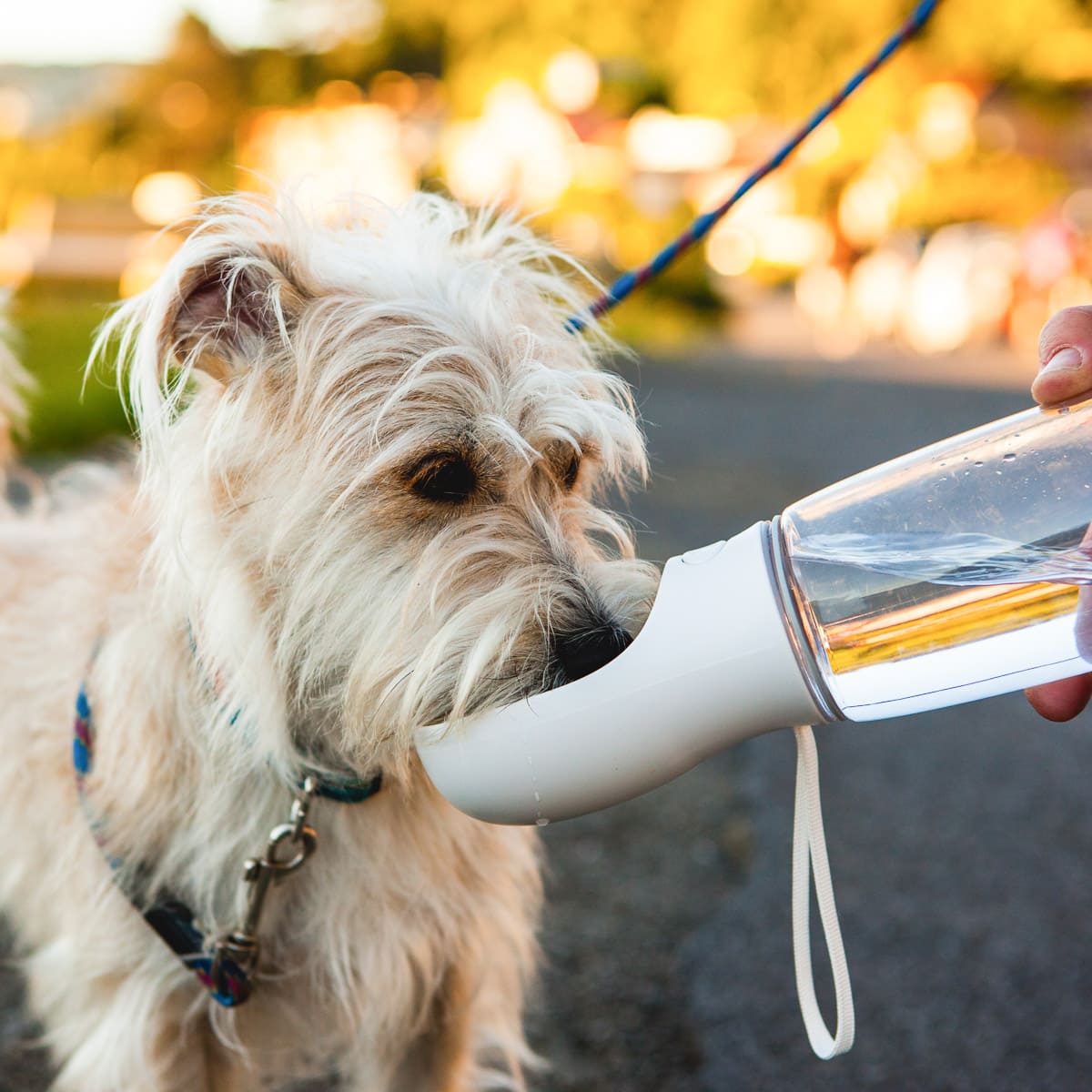 Pet Water Bottle